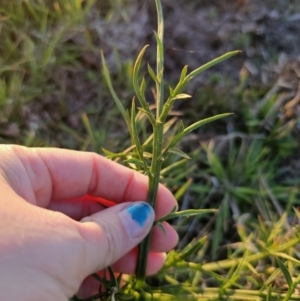 Eryngium ovinum at Bungendore, NSW - 25 Sep 2023