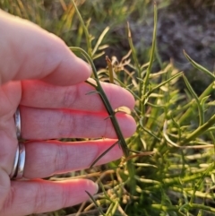 Eryngium ovinum at Bungendore, NSW - 25 Sep 2023 05:39 PM