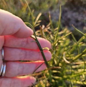 Eryngium ovinum at Bungendore, NSW - 25 Sep 2023