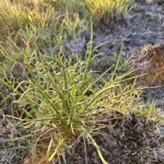 Eryngium ovinum at Bungendore, NSW - 25 Sep 2023 05:39 PM