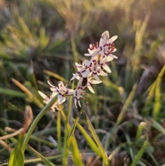 Wurmbea dioica subsp. dioica (Early Nancy) at Turallo Nature Reserve - 25 Sep 2023 by Csteele4