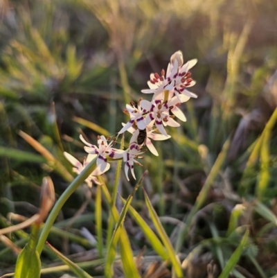 Wurmbea dioica subsp. dioica (Early Nancy) at QPRC LGA - 25 Sep 2023 by Csteele4