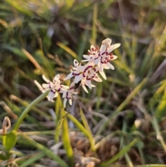 Wurmbea dioica subsp. dioica at Bungendore, NSW - 25 Sep 2023 05:43 PM