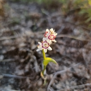 Wurmbea dioica subsp. dioica at Bungendore, NSW - 25 Sep 2023