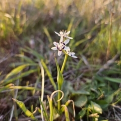 Wurmbea dioica subsp. dioica at Bungendore, NSW - 25 Sep 2023 05:43 PM