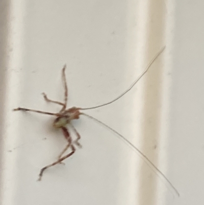Tettigoniidae (family) (Unidentified katydid) at Theodore, ACT - 25 Sep 2023 by Cardy