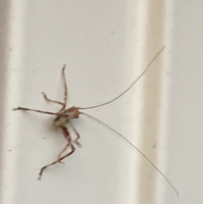 Tettigoniidae (family) (Unidentified katydid) at Theodore, ACT - 25 Sep 2023 by Cardy