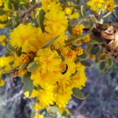 Acacia brachybotrya (Grey Mulga, Grey Wattle) at Mount Majura - 25 Sep 2023 by abread111