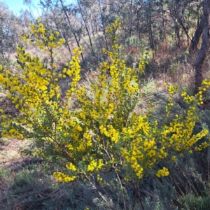 Acacia brachybotrya at Majura, ACT - 25 Sep 2023