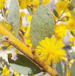 Acacia brachybotrya at Majura, ACT - 25 Sep 2023