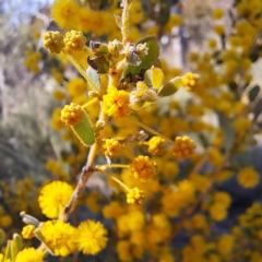 Acacia brachybotrya at Majura, ACT - 25 Sep 2023