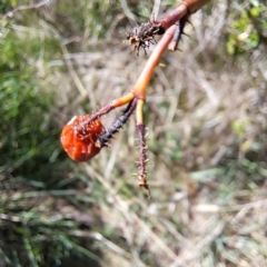 Rosa rubiginosa (Sweet Briar, Eglantine) at Majura, ACT - 25 Sep 2023 by abread111