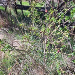 Rosa rubiginosa at Majura, ACT - 25 Sep 2023