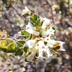 Brachyloma daphnoides (Daphne Heath) at Mount Majura - 25 Sep 2023 by abread111