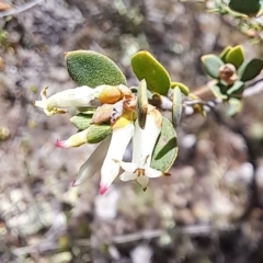 Brachyloma daphnoides at Majura, ACT - 25 Sep 2023