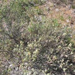 Brachyloma daphnoides at Majura, ACT - 25 Sep 2023 11:58 AM