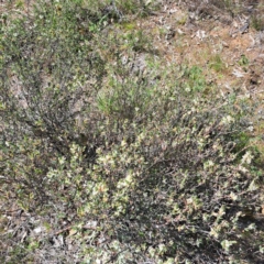 Brachyloma daphnoides at Majura, ACT - 25 Sep 2023