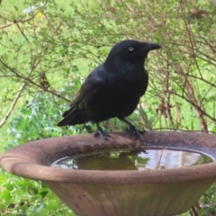 Corvus mellori (Little Raven) at Braidwood, NSW - 23 Sep 2023 by MatthewFrawley