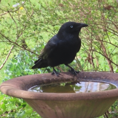 Corvus mellori (Little Raven) at QPRC LGA - 22 Sep 2023 by MatthewFrawley