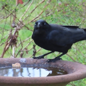 Corvus mellori at Braidwood, NSW - 23 Sep 2023 09:31 AM