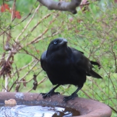 Corvus mellori at Braidwood, NSW - 23 Sep 2023 09:31 AM