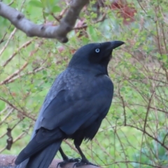 Corvus mellori at Braidwood, NSW - 23 Sep 2023 09:31 AM