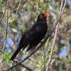 Turdus merula (Eurasian Blackbird) at Braidwood, NSW - 22 Sep 2023 by MatthewFrawley