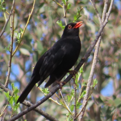 Turdus merula (Eurasian Blackbird) at Braidwood, NSW - 22 Sep 2023 by MatthewFrawley