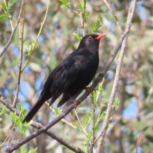 Turdus merula at Braidwood, NSW - 23 Sep 2023