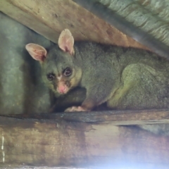 Trichosurus vulpecula (Common Brushtail Possum) at Braidwood, NSW - 23 Sep 2023 by MatthewFrawley