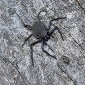 Gnaphosidae or Trochanteriidae (families) at Yass River, NSW - 15 Sep 2023 01:02 PM