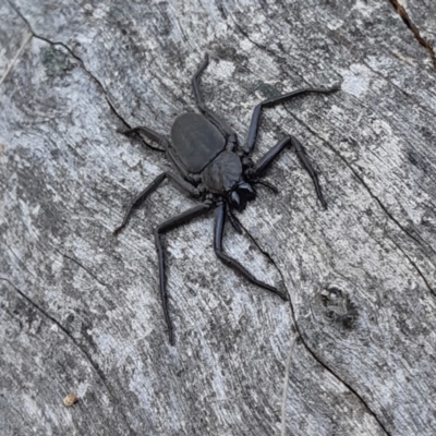 Gnaphosidae or Trochanteriidae (families) (Flat spider) at Rugosa - 15 Sep 2023 by SenexRugosus