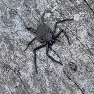 Gnaphosidae or Trochanteriidae (families) (Flat spider) at Yass River, NSW - 15 Sep 2023 by SenexRugosus