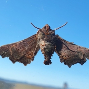 Amphiclasta lygaea at Yass River, NSW - 7 Sep 2023