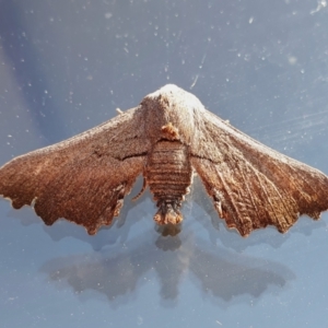 Amphiclasta lygaea at Yass River, NSW - 7 Sep 2023