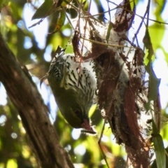 Oriolus sagittatus at Colo Vale, NSW - 6 Sep 2023