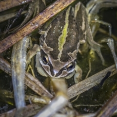 Litoria verreauxii verreauxii (Whistling Tree-frog) at Scabby Range Nature Reserve - 22 Sep 2023 by trevsci