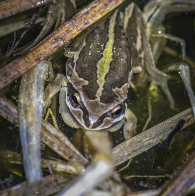 Litoria verreauxii verreauxii (Whistling Tree-frog) at Yaouk, NSW - 22 Sep 2023 by trevsci