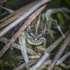 Litoria verreauxii verreauxii at Yaouk, NSW - 22 Sep 2023