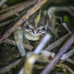 Litoria verreauxii verreauxii at Yaouk, NSW - 22 Sep 2023