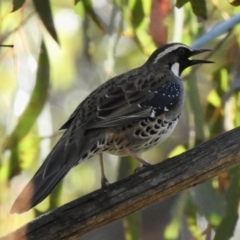 Cinclosoma punctatum (Spotted Quail-thrush) at Colo Vale, NSW - 6 Sep 2023 by GlossyGal