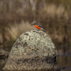 Petroica phoenicea at Yaouk, NSW - 22 Sep 2023