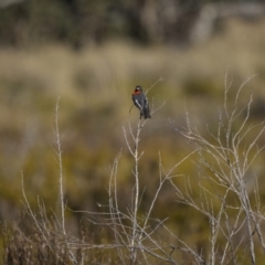 Petroica phoenicea at Yaouk, NSW - 22 Sep 2023