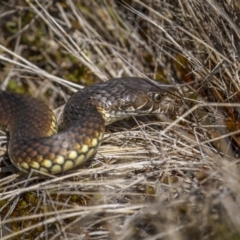 Austrelaps ramsayi (Highlands Copperhead) at Yaouk, NSW - 22 Sep 2023 by trevsci