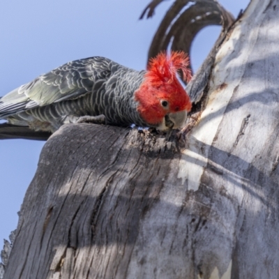 Callocephalon fimbriatum (Gang-gang Cockatoo) at Scabby Range Nature Reserve - 22 Sep 2023 by trevsci