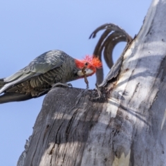 Callocephalon fimbriatum at Yaouk, NSW - suppressed