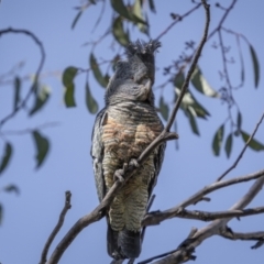 Callocephalon fimbriatum at Yaouk, NSW - suppressed