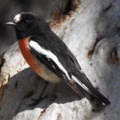 Petroica boodang (Scarlet Robin) at Wingecarribee Local Government Area - 13 Sep 2023 by GlossyGal