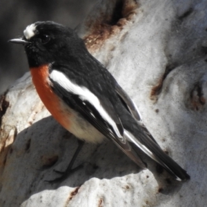 Petroica boodang at High Range, NSW - 13 Sep 2023 12:30 PM