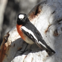 Petroica boodang at High Range, NSW - 13 Sep 2023